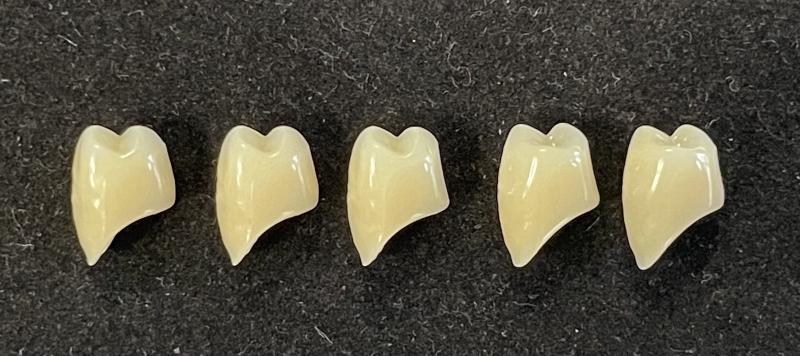 Row of teeth
